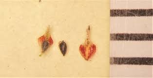 Image result for Lipocarpha