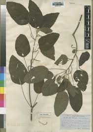 Image result for Acalypha segetalis