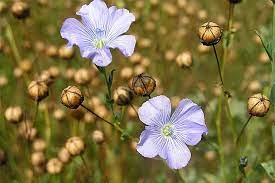 How To Grow Flax For Flowers Seeds And Oil Gardener S Path