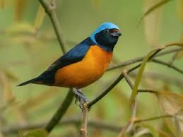 Image result for Eulophia elegans