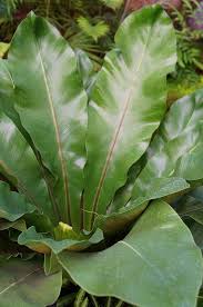 Asplenium Australasicum 2 Plants Aquatic Plants Plant Species