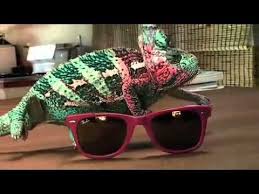 Do chameleons really change color? Chameleons Are So Cool Note The Music In The Video Is Obnoxious I Turn The Volume Way Down Chameleon Changing Color Chameleon Color Chameleon