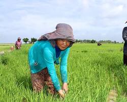A Cambodian farmer working in a lush green rice paddy.