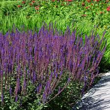 During this time, you can safely reduce them to a size that fits your yard space. Salvia Nemorosa Caradonna Dorset Perennials