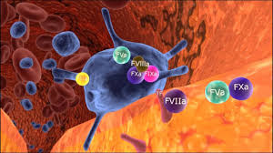 Hemophilia a is an inherited bleeding disorder in which the blood does not clot normally. Hemophilie La Cascade De Coagulation Youtube