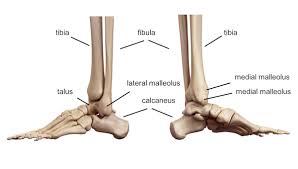The ankle consists of the lower ends of the tibia and fibula, the bones of the leg, and the talus, a according to the weber classification, fracture of the lateral malleolus at the syndesmosis joint. Ankle Foot Anatomy