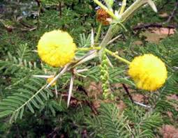 Image result for Rauvolfia mombasiana