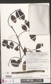 Image result for Landolphia bruneelii