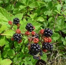 Image result for Rubus pinnatus