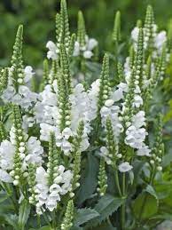 white plants garden ideas 30 tuin met witte bloemen voortuin landelijketuin ideeen gardendeco gartendeco tuininrich maantuin bloemzaden bloem tuinieren