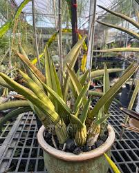 Image result for Eulophia sp. nov.