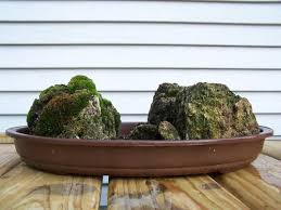 Article by better homes and gardens. Moss Garden With Pumice And Stump