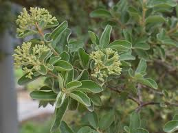 Image result for Nuxia