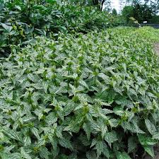Image result for Lamium galeobdolon