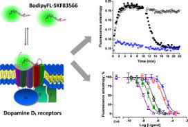 Implementation Of Fluorescence Anisotropy Based Assay For The Characterization Of Ligand Binding To Dopamine D1 Receptors Sciencedirect