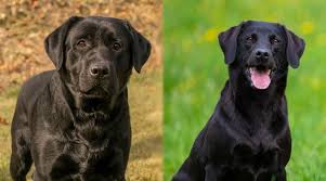 Labrador retriever puppies for sale. English Labrador Vs American Labrador What S The Difference