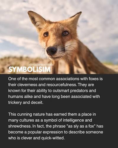 Swipe to learn about fox symbolism ➡️ Since we sell fox oddities, I thought it would be beneficial to share what foxes are all about! I believe that animal remnants work just