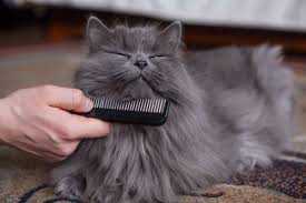 Many grooming brushes for cats are specifically designed to be used for a long period of time without causing fatigue. Grooming 101 What Type Of Brush Is Best For My Cat Long Haired Cats Cat Grooming Cat Care