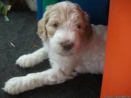 Australian labradoodle puppies yorkshire terrier puppies black labradoodle puppy labradoodle pictures miniature labradoodle chocolate labradoodle breeders, labradoodle puppy in fl, sc, tn. Parti Labradoodle Puppies For Sale In Oshkosh Wisconsin Classified Americanlisted Com