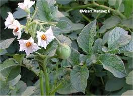 Image result for Solanaceae
