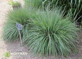 Image result for Schizachyrium brevifolium