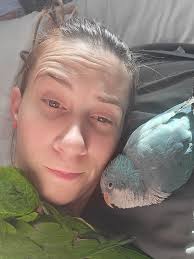 Missing parrots Hwy46 and Arcola Road area