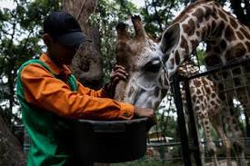 Gratis untuk komersial tidak perlu kredit bebas hak cipta. Anak Suka Binatang Jangan Sampai Lewatkan Mengunjungi 4 Tempat Ini Semua Halaman Nakita