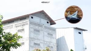 Umumnya, jenis sarang yang paling bagus dan harganya cukup mahal adalah. Sarang Burung Walet Ironi Harta Karun Tersembunyi