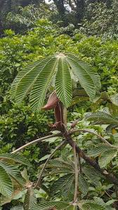 Image result for Cecropia