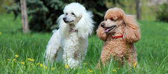 The miniature poodle's height range is between 10 and 15 inches, and weighs in at somewhere between 10 and 18 pounds. Poodle Dog Breed