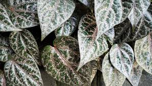 Image result for Piper