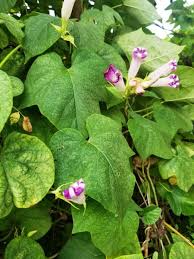 Image result for Ipomoea dichroa