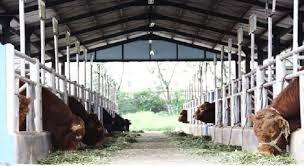 Kamu bisa memilih kandang tipe tertutup, setengah terbuka, maupun tipe terbuka. Gambar Kandang Sapi Yang Bagus
