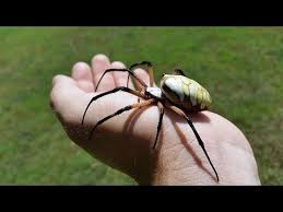 Yellow garden spider 100 3172. How To Pick Up A Yellow And Black Garden Spider Argiope Aurantia Youtube