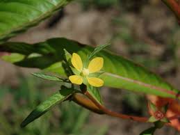 Image result for Ludwigia erecta