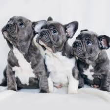 Pitbull puppies 4 sale ohio, nky, indiana. French Bulldog Puppies For Sale Available In Phoenix Tucson Az