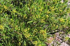 Image result for Dodonaea viscosa