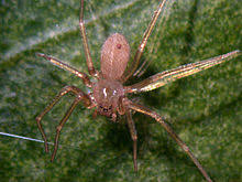 Communément surnommée « araignée violoniste », en référence à la forme en violon de son céphalothorax, elle porte le joli nom latin et officiel, de « loxsceles reclusa ». Loxosceles Rufescens Wikipedia