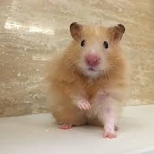 Pin On Cute And Funny Hamsters