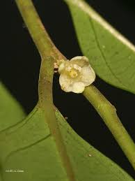 Image result for Costularia