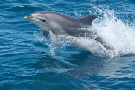 DOLPHIN Dream Interpretation | Dolphins Jumping in the Air | 195 Dolphin HD Wallpapers | HD Dolphins Wallpapers
