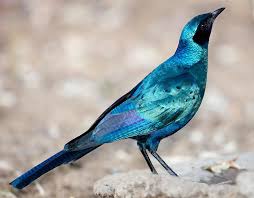 Burchell S Starling Or Burchell S Glossy Starling Lamprotornis Australis Found In Angola Botswana Mozambique South African Birds Starling Beautiful Birds