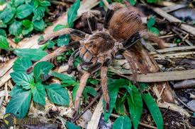 It's not the bite you need to worry about. Colombian Giant Tarantula Megaphobema Robustum Birdspidersch