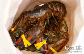Place a potatoes in a layer in the bottom of a large pot. Classic New England Clambake