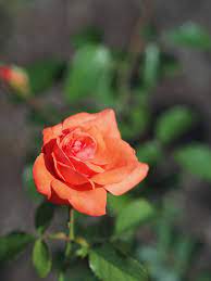 Rose Irish Mist At Oji Rose Garden Rose Irish Mist Types Of Roses