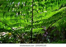 Image result for Cyatheaceae