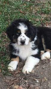 Litter Of 3 Miniature Australian Shepherd Puppies For Sale In M Miniature Australian Shepherd Australian Shepherd Puppies Miniature Australian Shepherd Puppies