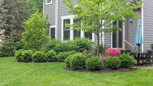 4 Benefits of Professional Tree and Shrub Care Services