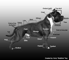 American Bully Dog Black Colour Pin By Linda Rodriguez On American Bully Bully Breeds Dogs Bully Dog American Bully