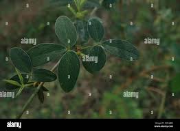 Image result for Crotalaria monteiroi